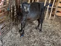 बकरी, Nubian Goat — फ़ोटो 2