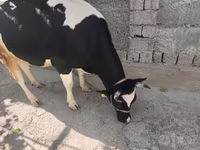 Корова, Russian Black pied cattle — фото 1