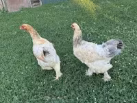 Chickens — fotografija 2