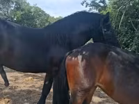 母马, Friesian — 照片 1