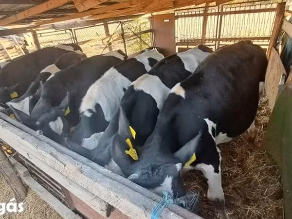 ثور, Russian Black pied cattle