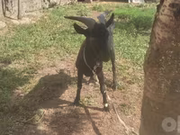 Ziege, Murcia-Granada goats — Foto 8