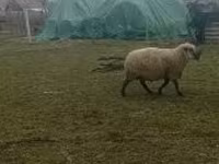 Bélier, Shroshire sheep — photo 3