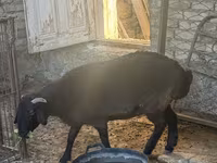 Baran, Arashan sheep — zdjęcie 6