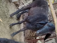 Qoç, Blackheaded Persian sheep — foto 3