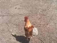 Chickens — fotografija 1
