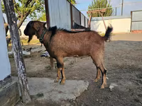 Echki, Echkilar — 1-rasm