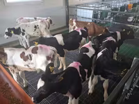 सांड, Russian Black pied cattle — फ़ोटो 6
