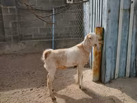 Koza, Kamori goats — fotografija 6