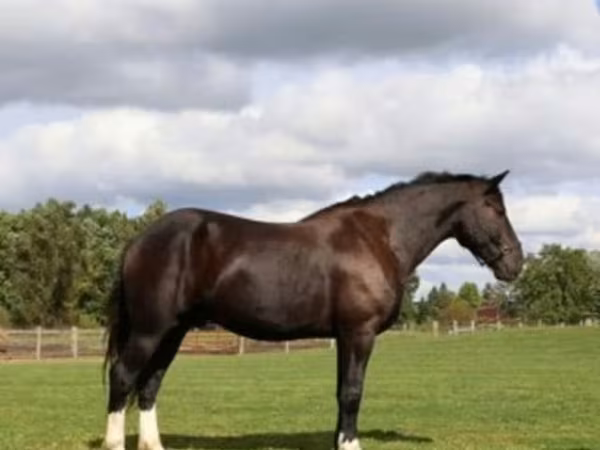 Pastuv, Percheron