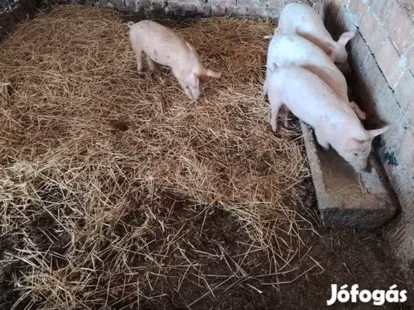 Svinje (partija, pol nije naveden), Свиње