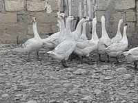 Geese — photo 1