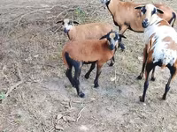 Қошқар, Cameroon sheep — 1-сурет
