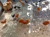 Chickens — zdjęcie 2