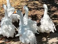 Geese — fotografija 3