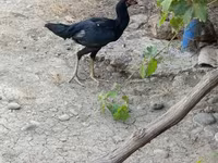 Chickens — photo 3
