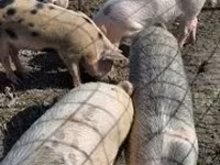 Eber, Schweine — Foto 1