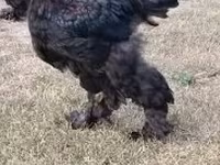 Brahma — Foto 4