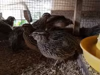 Quails — photo 8