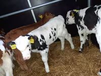 公牛, Simmental cattle — 照片 2
