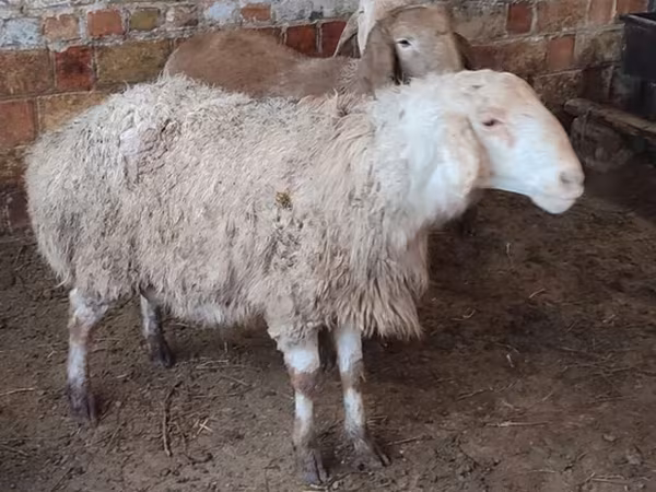 Ovca, West-Siberian mutton sheep