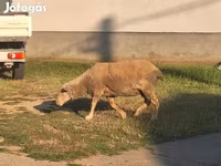 كبش, Ile-de-France sheep — الصورة 2