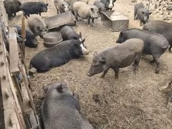 Knur,  — Węgry