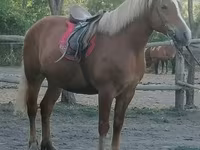Kobyła, Haflinger — zdjęcie 1