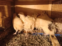 Chickens — photo 3
