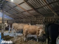 母牛, Simmental cattle — 照片 1