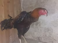 Chickens — fotografija 1
