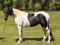 Kobila, Pinto horses — fotografija 4