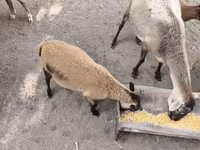 मेढ़ा, Cameroon sheep — फ़ोटो 2