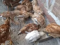 Chickens — zdjęcie 1