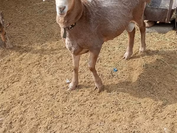 Ram, Katum sheep