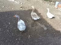 Geese — fotografija 1
