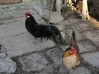 Chickens — foto 3