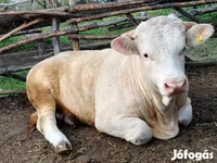 公牛, Simmental cattle — 照片 8