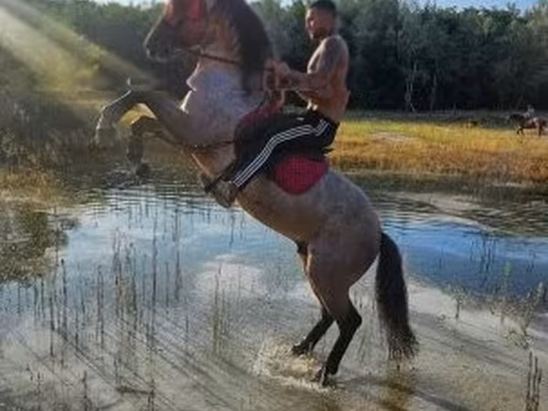 雄馬, Hungarian horse breed — ハンガリー