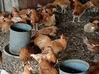 Chickens — fotografija 4