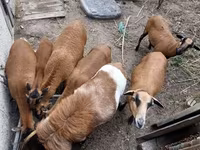 Baran, Cameroon sheep — zdjęcie 7