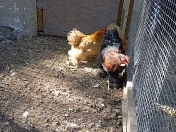 Chickens
