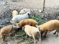 خنزير ذكر — الصورة 2
