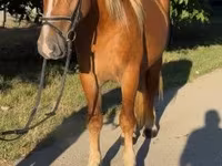 公马, Haflinger — 照片 2