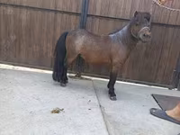 Horse (M), Shetland Pony — photo 2