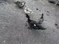 Ducks — foto 1