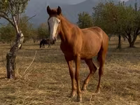 Pastuv, Tiger horse — fotografija 3
