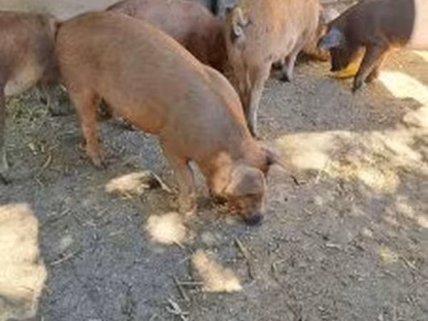 Svinje (partija, pol nije naveden), Мангалица