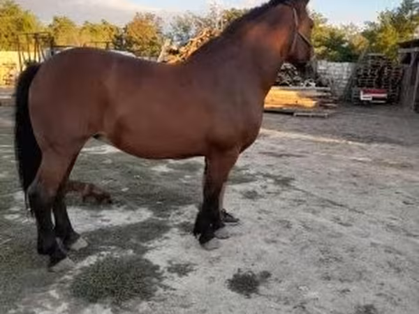Yegua, Međimurje horse