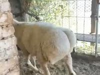 Baran, Rhon sheep — zdjęcie 2